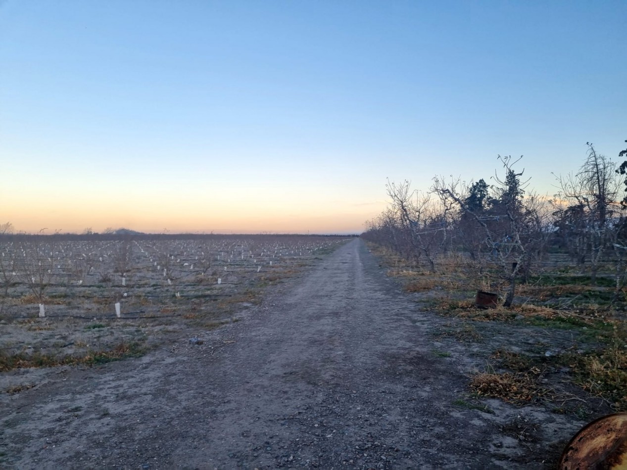 Impresionante finca de 72 has, en Tupungato, duraznos 2 pozos, riego