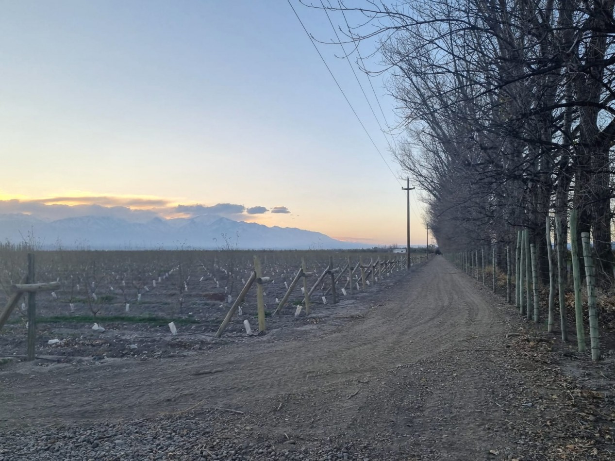 Impresionante finca de 72 has, en Tupungato, duraznos 2 pozos, riego