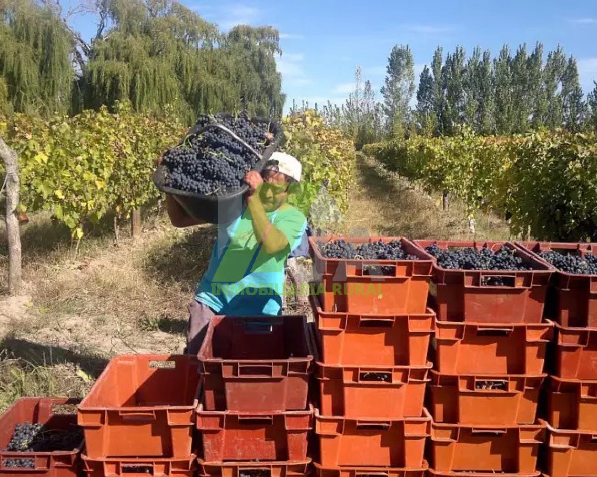 Excelente Finca con Bodega 25 has de Malbec, San Carlos. Valle de Uco