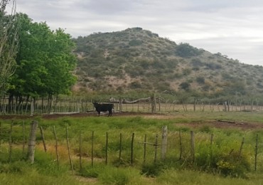 Estancia, campo ganadero de cria, 94.149 has. En Mendoza, con importantes mejoras, con o sin hacienda.