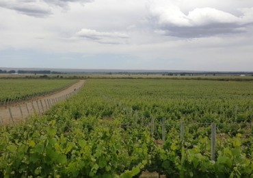 Excelente finca de 200 has. con tres pozos y 51 has de viñedos, riego por goteo y 2 pivot.