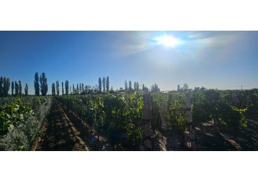 Excelente finca Viña en produccion de 5.5 has