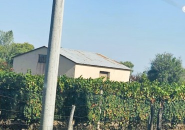 Finca de 8 Has., con Malbec de alta calidad, en Altamira, San Carlos , Mendoza.