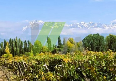 Excelente Finca con Bodega 25 has de Malbec, San Carlos. Valle de Uco